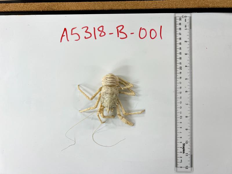 A Squat Lobster which the researchers collected from the ocean floor, about two miles down and 1,200 miles west of Costa Rica. PHOTO COURTESY OF ANDREW WOZNIAK